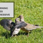 Are Mourning Doves Aggressive? Cool or Cruel?