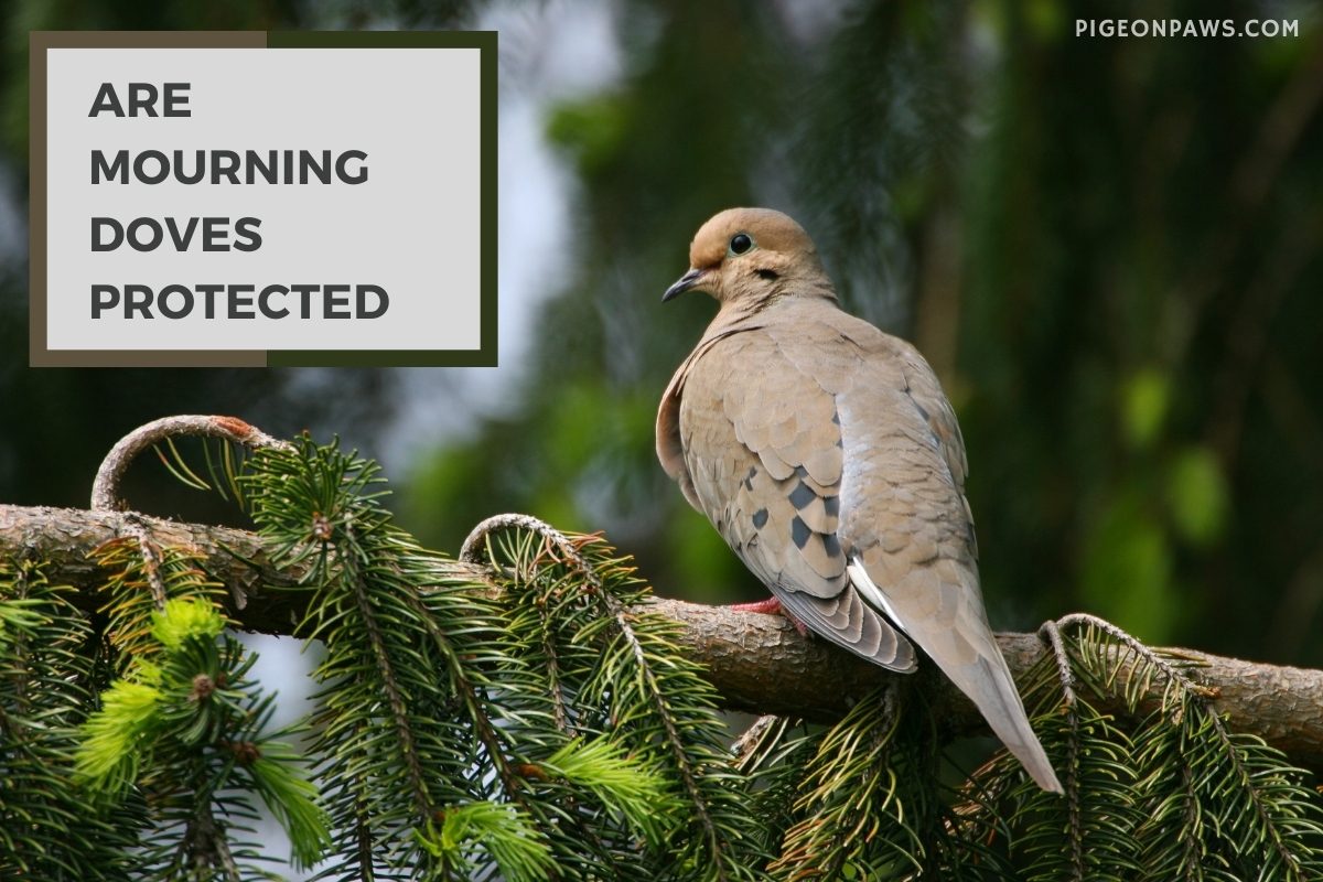 Are Mourning Doves Protected