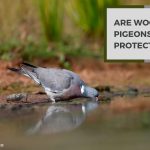 Are Wood Pigeons Protected Or Not? Know Before You Hunt
