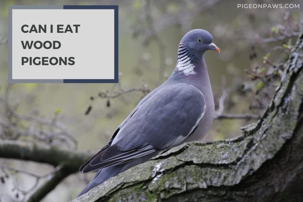 Can I Eat Wood Pigeons