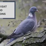 Can I Eat Wood Pigeons? Explore the Safety Concern