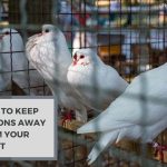 Can I Keep Pigeons in a Cage? Everything You Need to Know