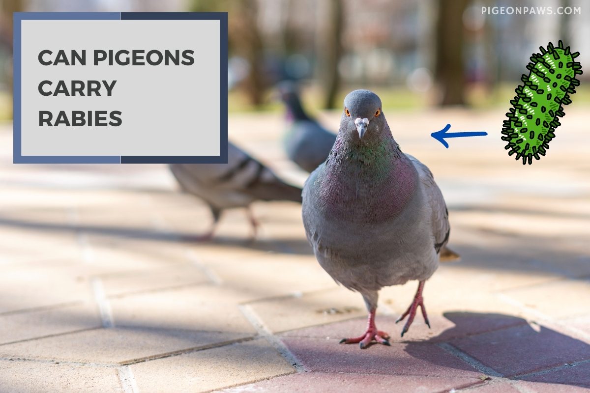 Can Pigeons Carry Rabies