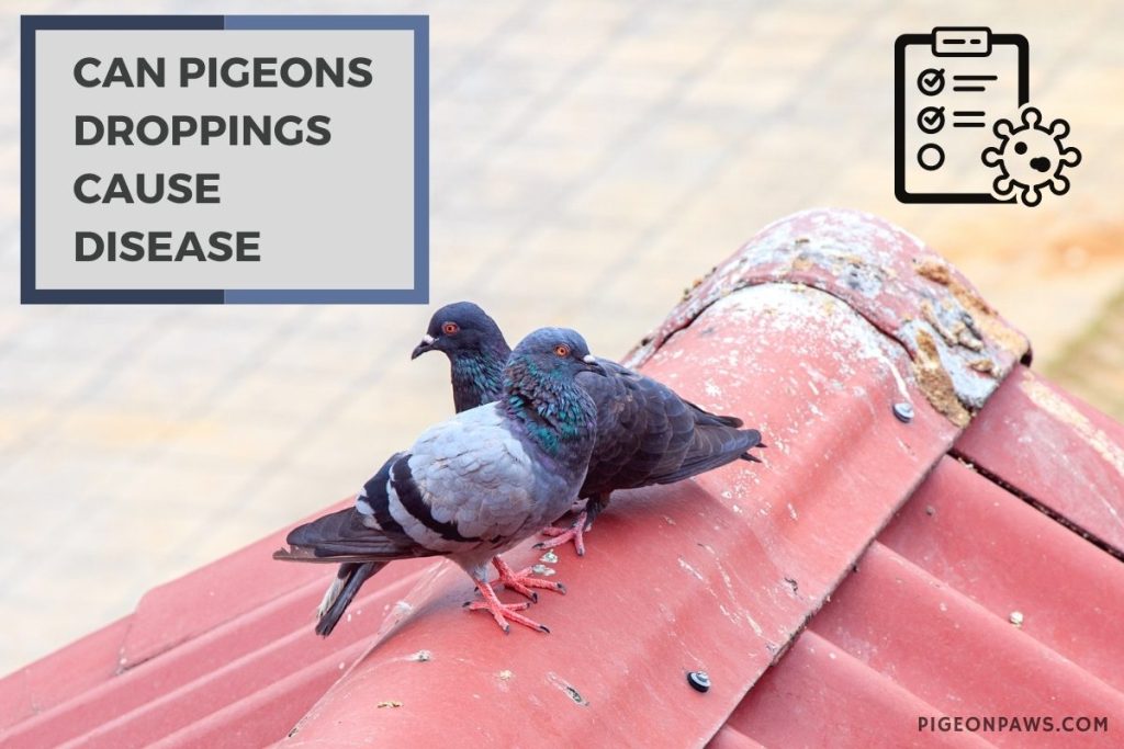Can Pigeons Droppings Cause Disease