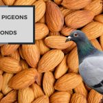 Can Pigeons Eat Almonds? What You Need to Know