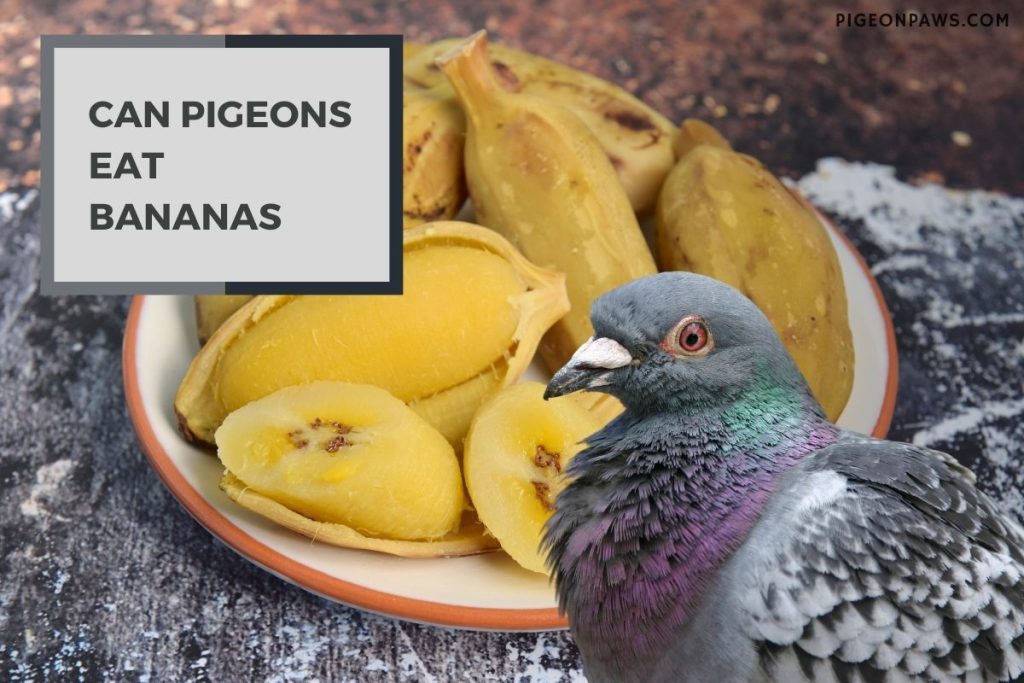 Can Pigeons Eat Bananas