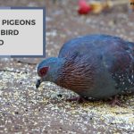 Can Pigeons Eat Bird Seed? The Great Pigeon Feeding Debate