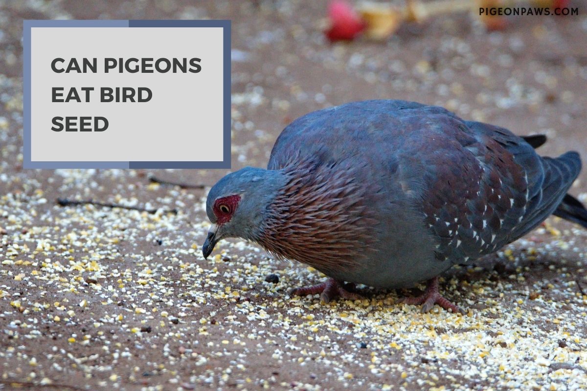 Can Pigeons Eat Bird Seed