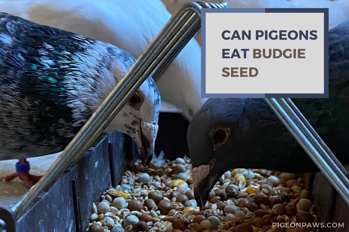 Can Pigeons Eat Budgie Seed