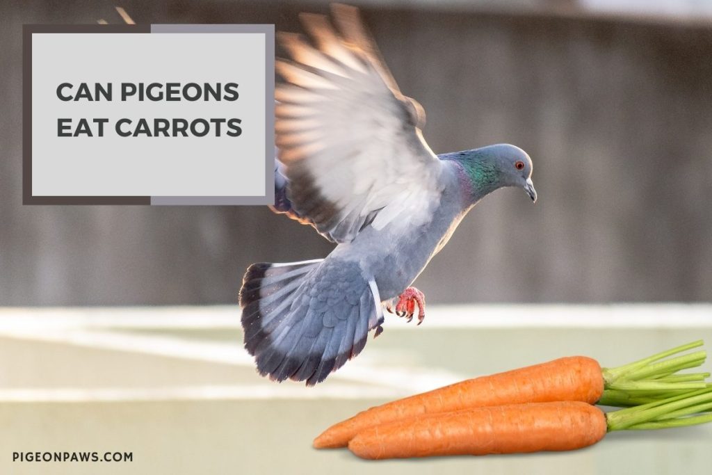Can Pigeons Eat Carrots