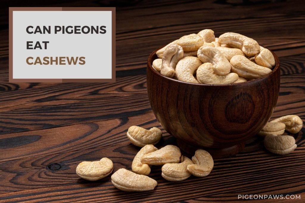 Can Pigeons Eat Cashews