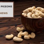 Can Pigeons Eat Cashews? – Know Health Risks And Benefits