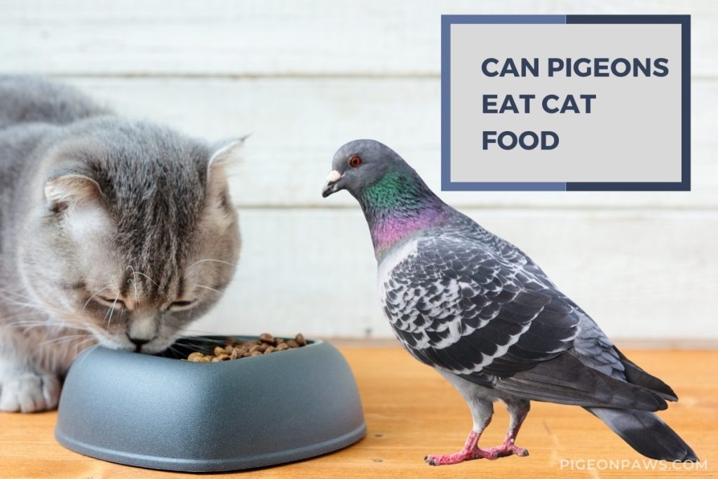 Can Pigeons Eat Cat Food