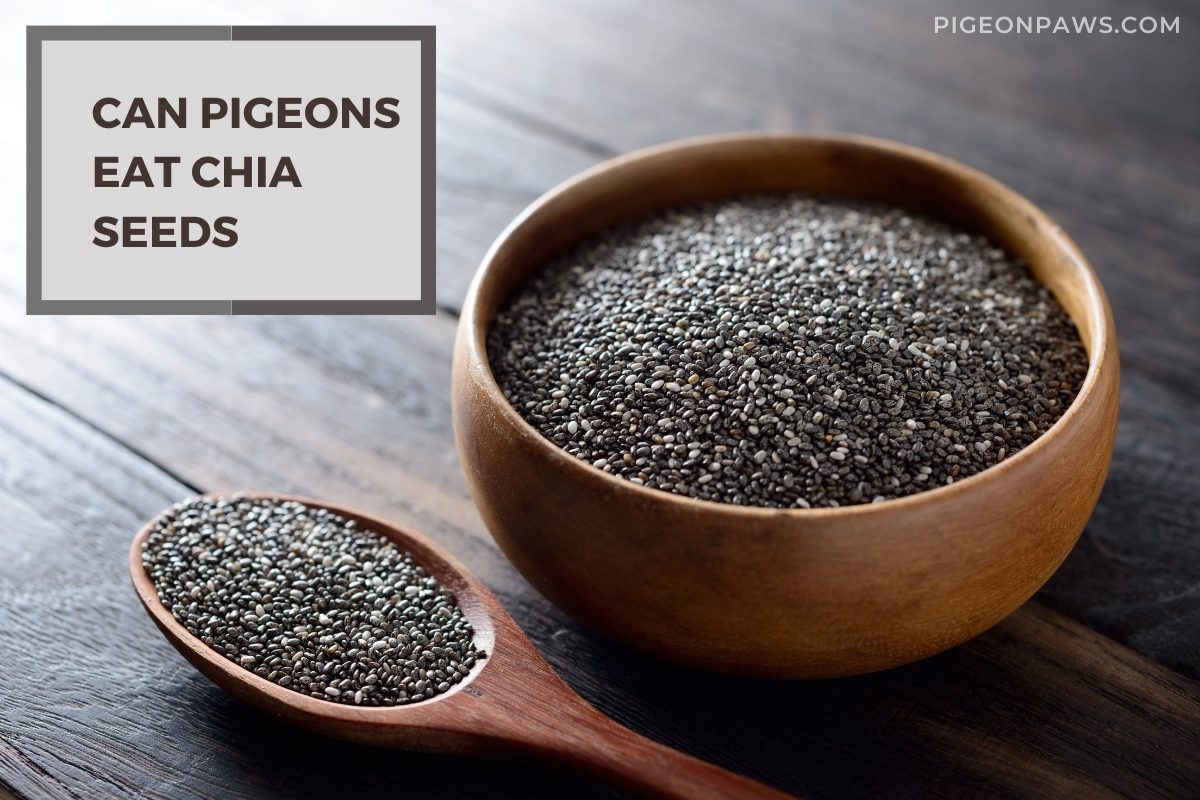 Can Pigeons Eat Chia Seeds