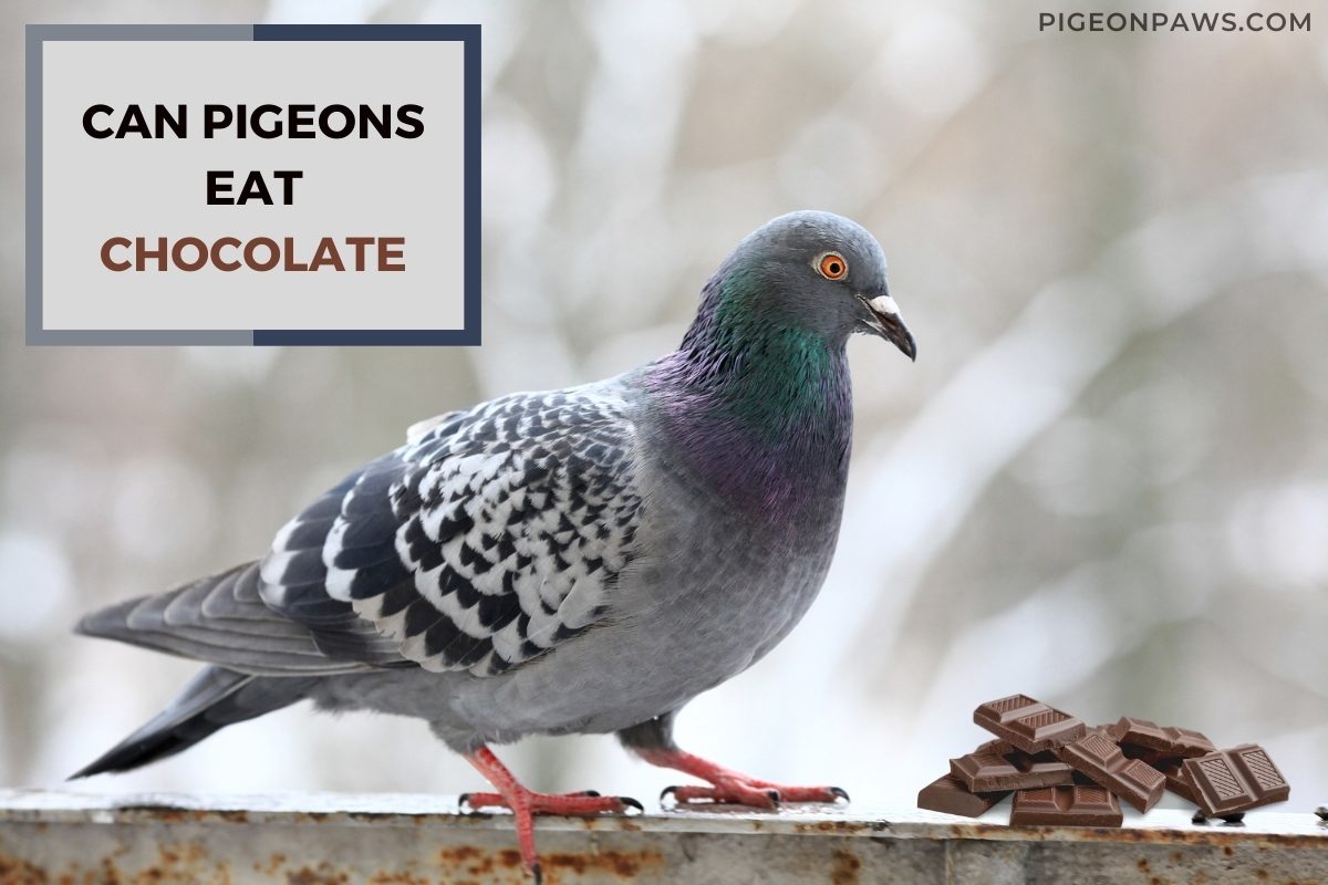 Can Pigeons Eat Chocolate