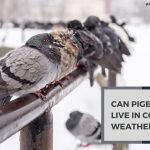 Can Pigeons Live in Cold Weather? Winter Warriors!