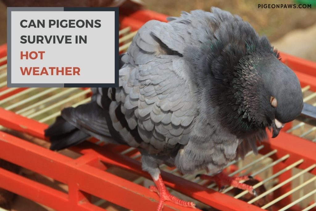 Can Pigeons Survive in Hot Weather