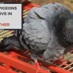 Can Pigeons Survive in Hot Weather? Surviving the Summer