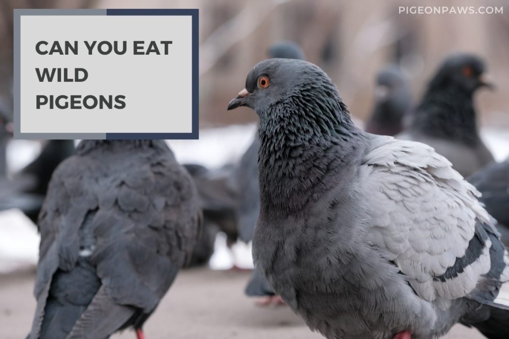 Can You Eat Wild Pigeons