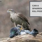 Can a Sparrowhawk Kill Pigeons? A Battle for Survival