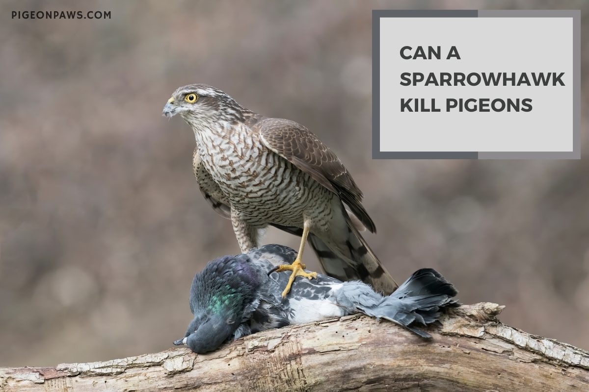 Can a Sparrowhawk Kill Pigeons