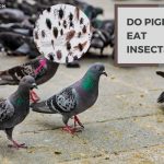Do Pigeons Eat Insects? The Answer May Surprise You!