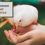 Do Pigeons Eat Lentils? – Exploring Pigeon’s Eating Habits