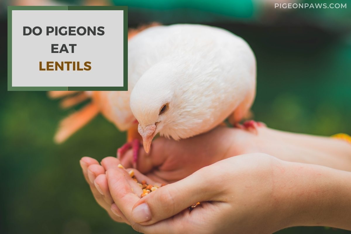 Do Pigeons Eat Lentils
