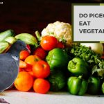 Do Pigeons Eat Vegetables? – The Importance of Vegetables