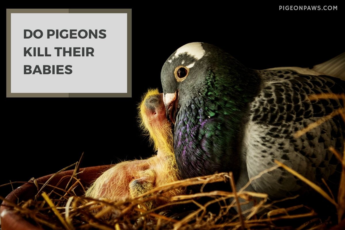 Do Pigeons Kill Their Babies
