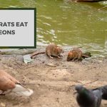 Do Rats Eat Pigeons? Unveiling the Truth About Rat Diets