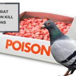 Does Rat Poison Kill Pigeons? Don’t Use It Near A Pigeons Coop