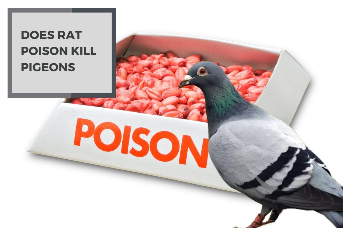 Does Rat Poison Kill Pigeons