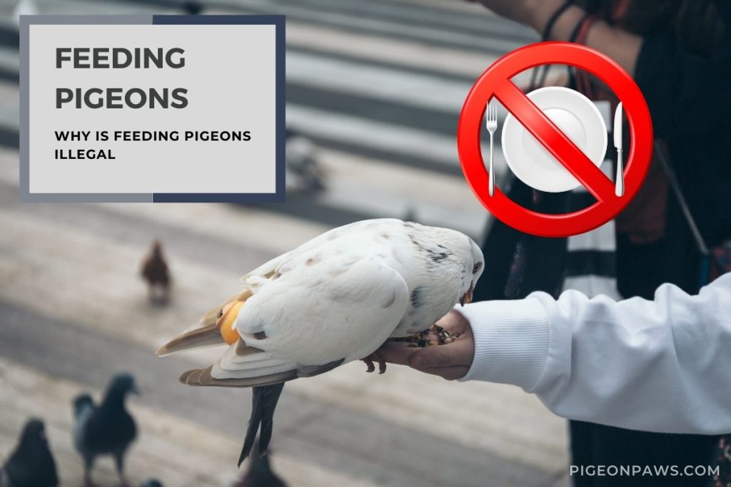 Feeding Pigeons: Why Is Feeding Pigeons Illegal