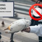 Feeding Pigeons: Why Is Feeding Pigeons Illegal?