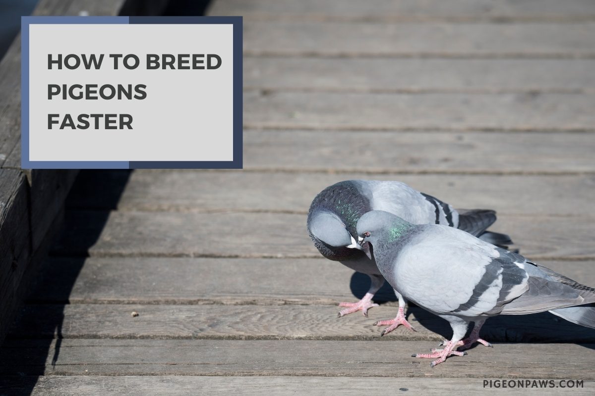 How to Breed Pigeons Faster
