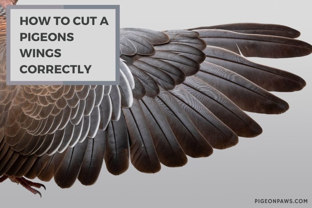 How to Cut a Pigeons Wings Correctly