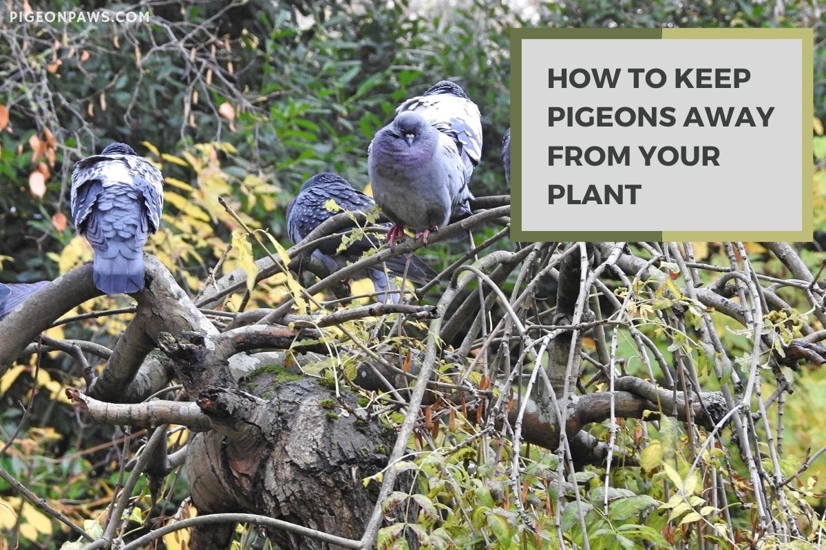 How to Keep Pigeons Away From Your Plants