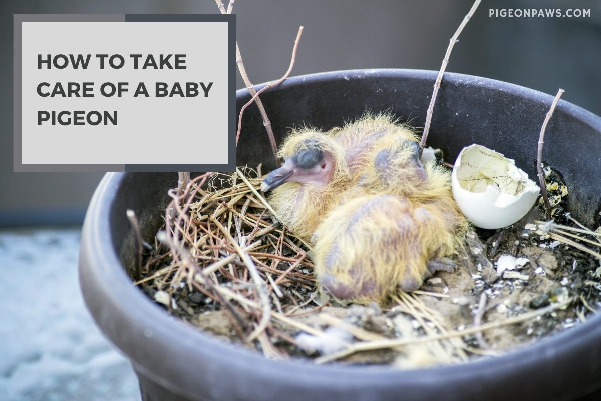 How to Take Care of a Baby Pigeon