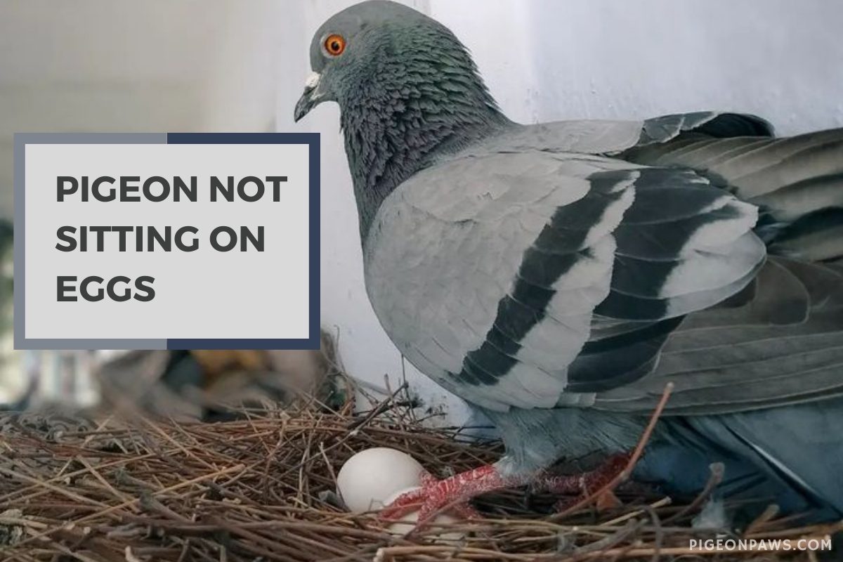 Pigeon Not Sitting On Eggs