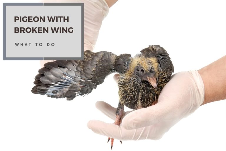 Pigeon With Broken Wing – What To Do?