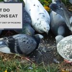 What Do Pigeons Eat? The Secret Diet Of Pigeons!