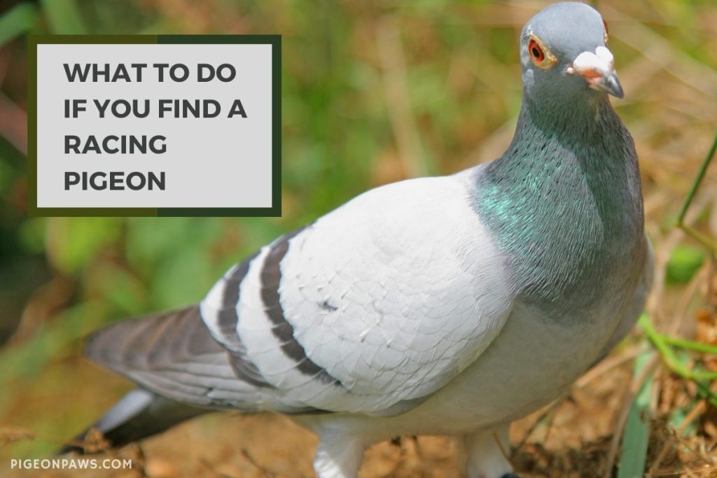 What To Do If You Find A Racing Pigeon