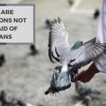 Why Are Pigeons Not Afraid of Humans? The Reasons Explained!