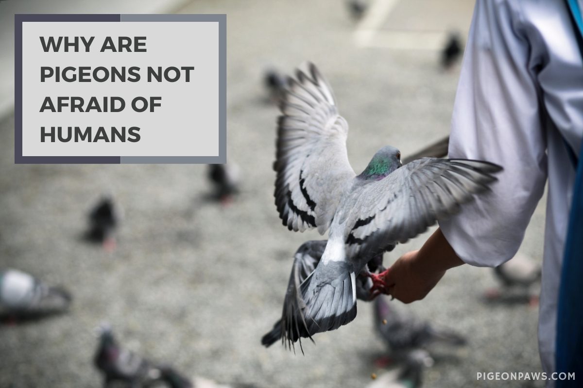 Why Are Pigeons Not Afraid of Humans