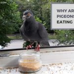 Why Are Pigeons Not Eating? Exploring Possible Reasons