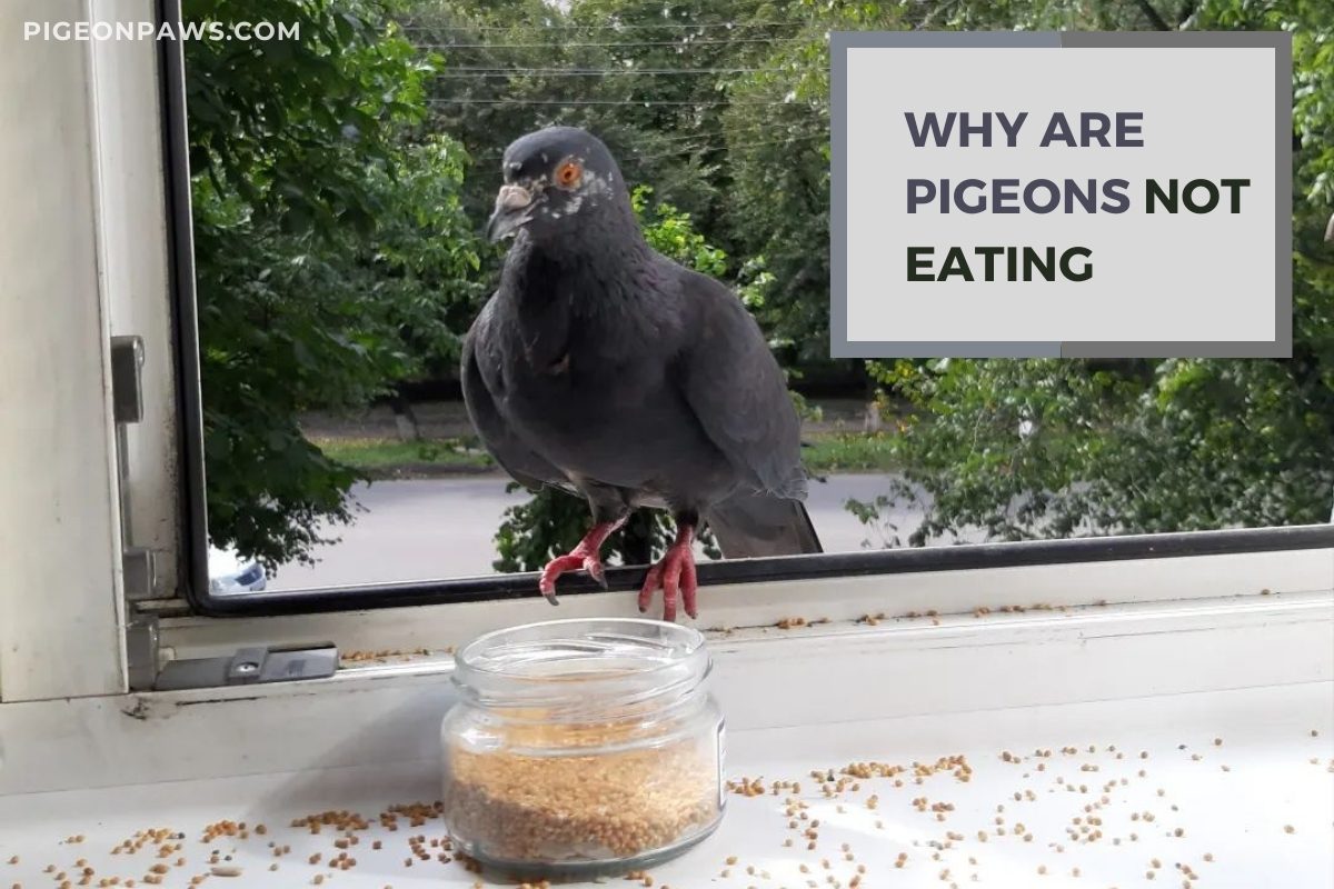 Why Are Pigeons Not Eating