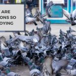 Why Are Pigeons So Annoying? Unraveling the Irritation Factor