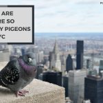 Why Are There So Many Pigeons in NYC? Unpacking the Factors
