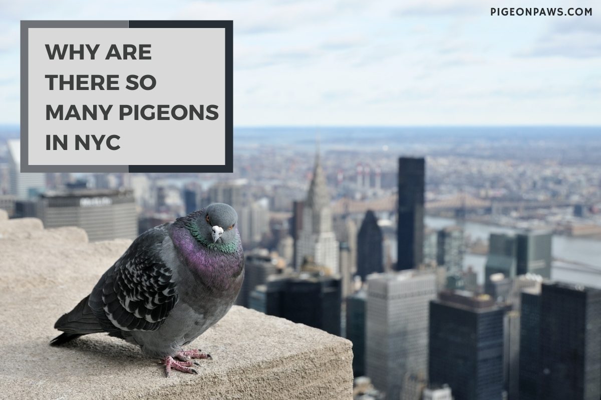 Why Are There So Many Pigeons in NYC